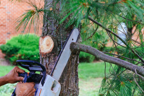 Reliable Ranchettes, WY Tree Care  Solutions